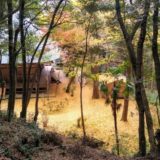 【旅ラン　栃木県益子市】 高舘山と西明寺周辺を里山ラン！紅葉と巨樹が織りなすパワースポットだった！