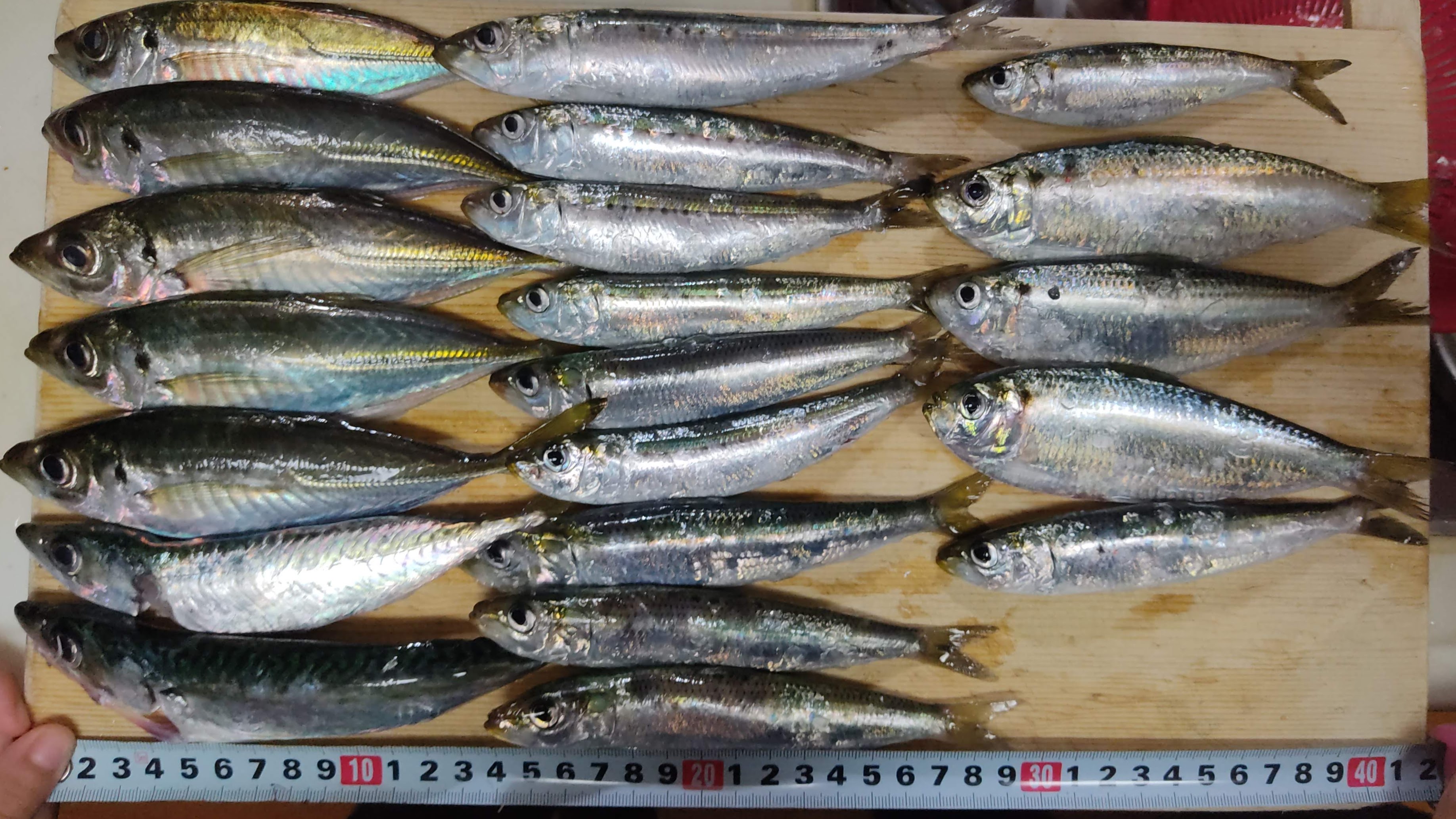 波崎新漁港で車横付け釣りでアジ・イワシがたくさん釣れた！
