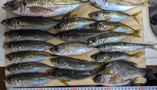釣行記　大津漁港ではブッコミサビキで大きめのアジがかなりの確率で釣れるね